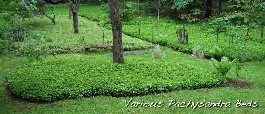 JW-Pachysandra