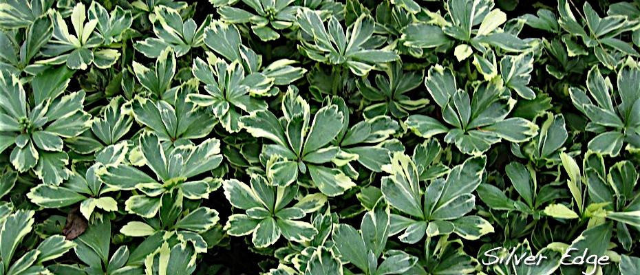 JW-Pachysandra
